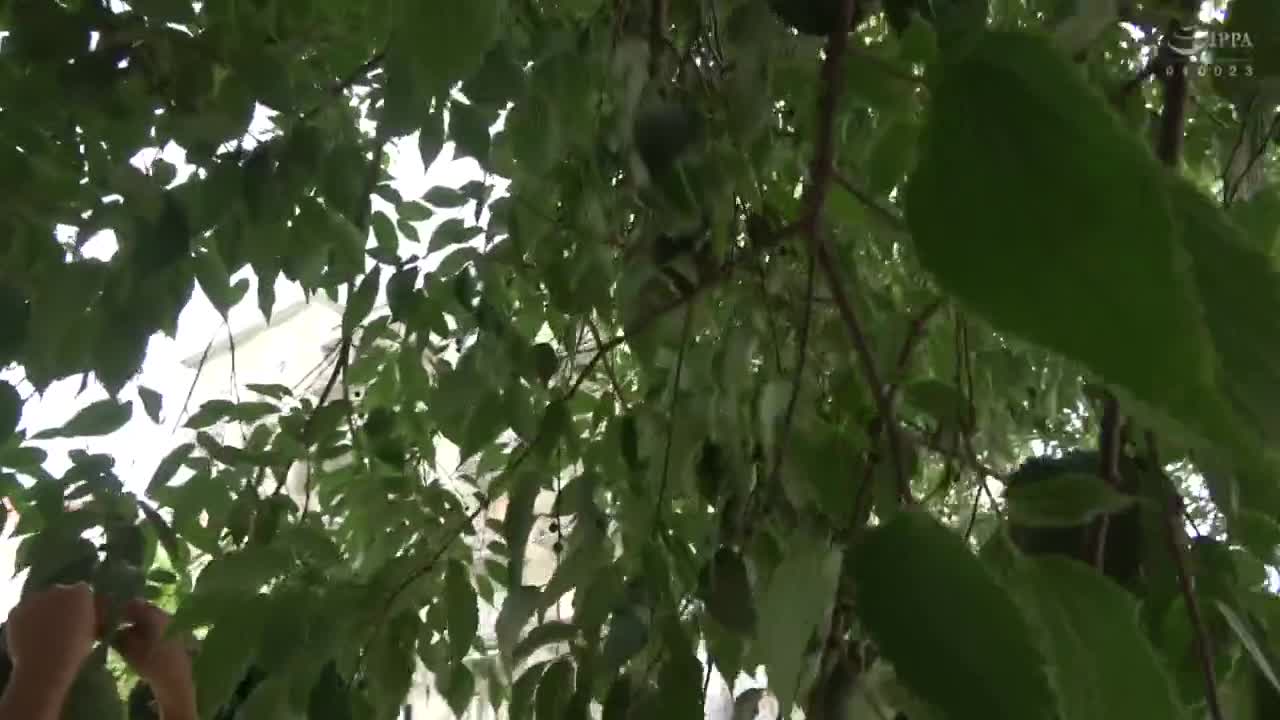 psst-013